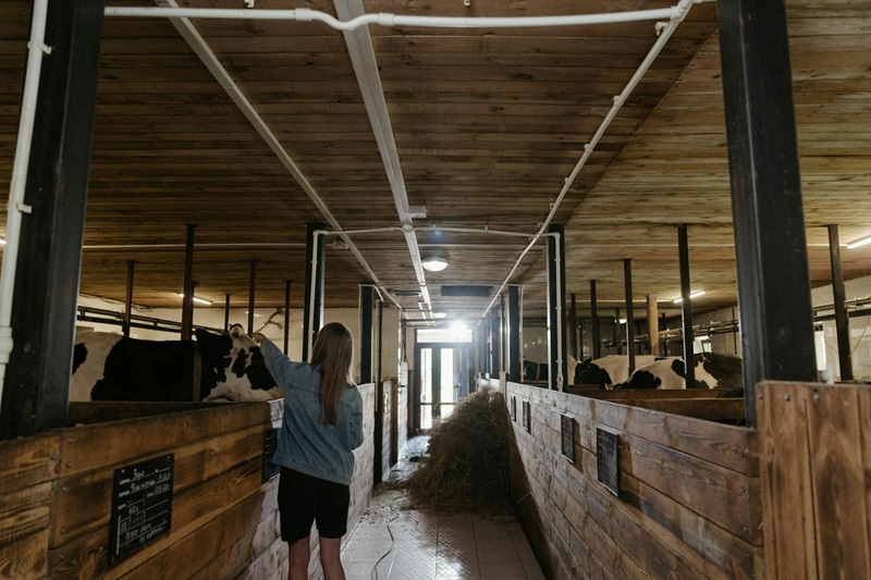 Interior of a Traditional Wooden Dairy Barn with Cattle Stalls