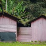 Rustic wooden sheds nestled amidst tropical foliage, showcasing natural harmony