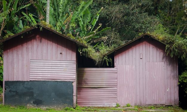 Moving House? What to Do With Everything Stored in Your Shed