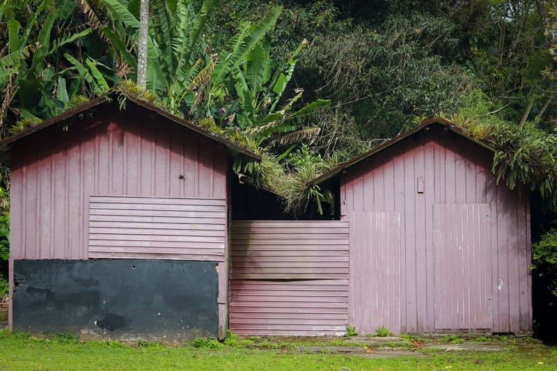 Rustic wooden sheds nestled amidst tropical foliage, showcasing natural harmony Rustic wooden sheds nestled amidst tropical foliage, showcasing natural harmony