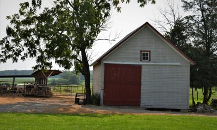 Protecting Your Shed: Securing Windows and Doors