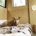 Happy ginger mixed breed dog inside the shed
