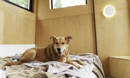 How to Convert Your Shed into a Dog-Friendly Kennel or Rumpus Room