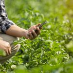 Hands of farmer using his phone