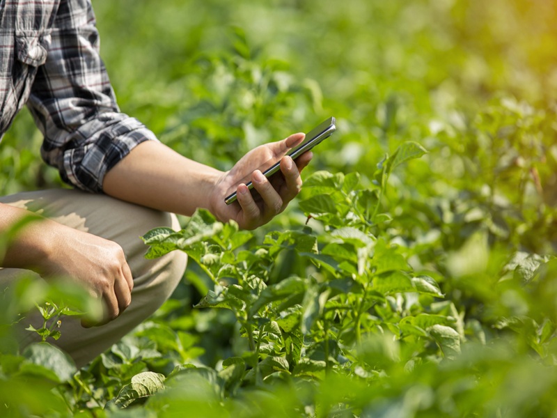 Hands of farmer using his phone